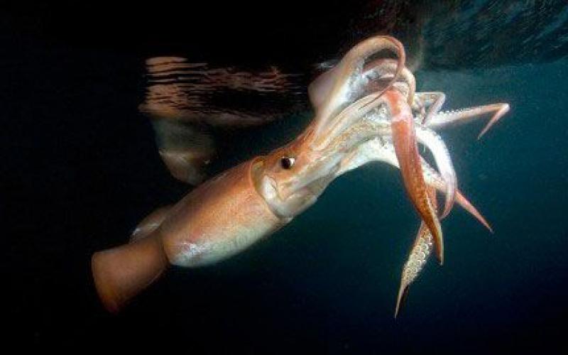 WORLD CONSERVATIONISTS LOOK IN DIRECTION OF CHINA FLEET HUGE SQUID CATCH
