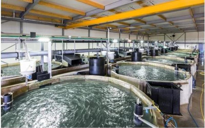 A recirculating aquaculture system (RAS) in Netherlands operates with a species that inhabits the Peruvian sea.