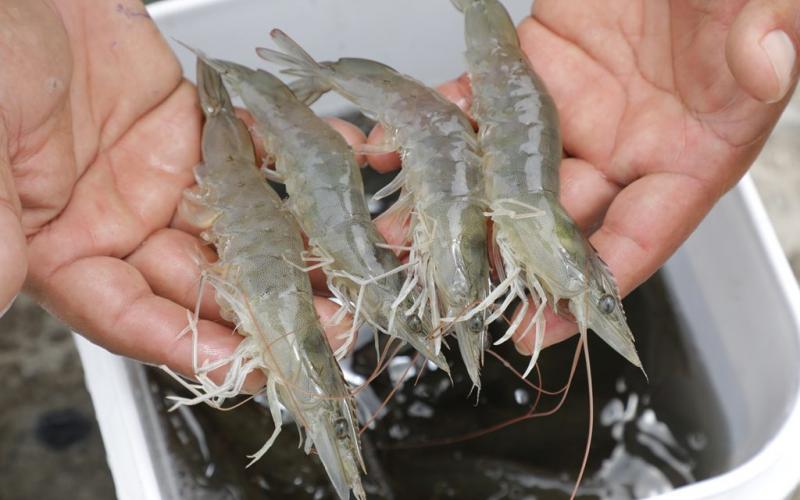 The large supply of shrimp from Central and South America is causing havoc in some Asian economies. 