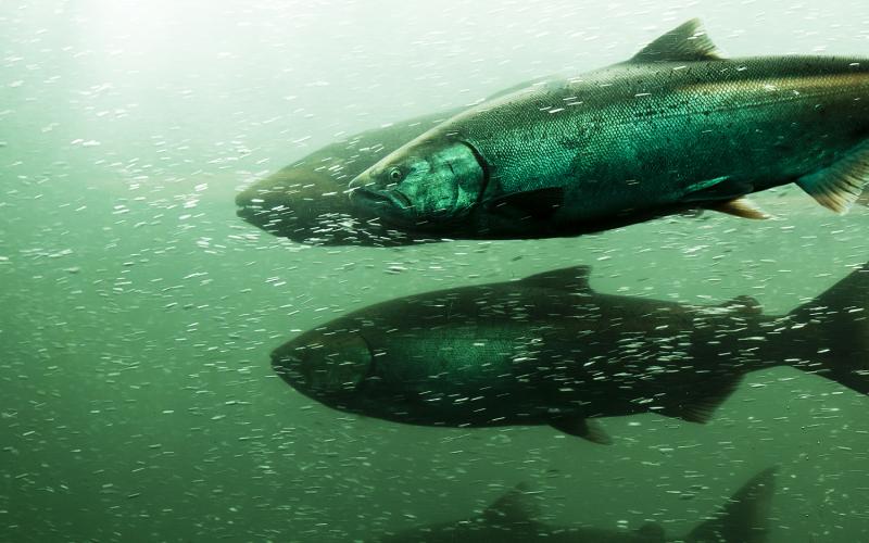 WHILE U.S. AUTHORITIES KEEP UNDER DISCUSSION THE CLOSURE OF WILD SALMON FISHERIES IN ALASKA AND OREGON, CANADA ONES SET A DEADLINE FOR NET-PEN SALMON FARMING IN BRITISH COLUMBIA, OF 5 YEARS.