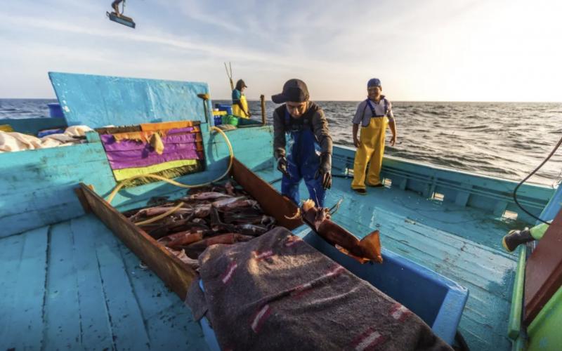 CAPECAL y SONAPESCAL plantean la urgente necesidad de modernizar el control de la pesquería peruana de calamar gigante.
