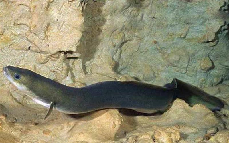 Singapore company achieves revolutionary breakthrough in Tropical Eel Aquaculture