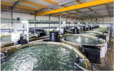 Sistema de acuicultura de circulación cerrada en Holanda opera con una especie que habita en el mar peruano. 