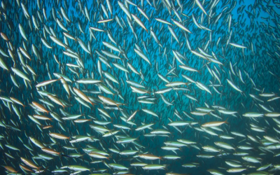 IMARPE  begun the marine investigation for the second anchovy fishing  season 