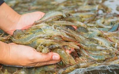 ELECTRICITY BLACKOUTS ARE AFFECTING SHRIMP FARMING AND PROCESSING