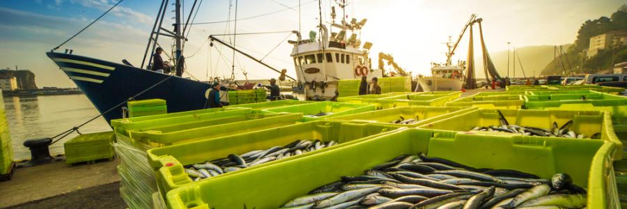 Oferta sector pesquero
