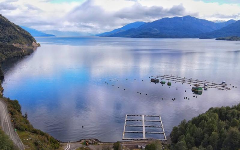 Chilean salmon-farming stakeholders demand government take stance on future of aquaculture industry