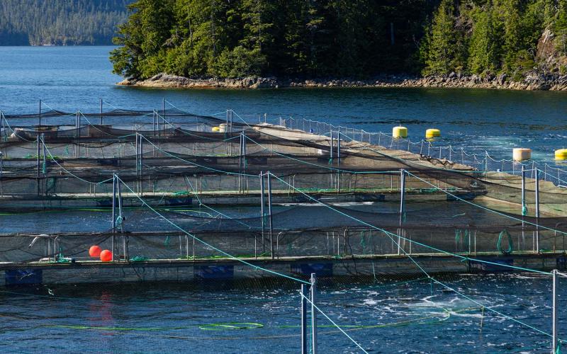 Now that pen nets are questioned worldwide for fish farming, the competition for different  aquaculture systems escalate.