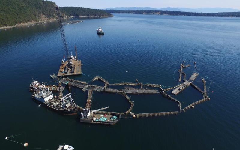 Washington State Bans Commercial Net-Pen Fish Farming