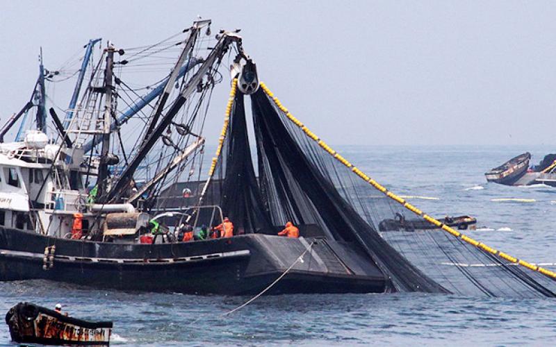 Temporada de pesca de anchoveta