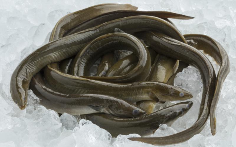 Northern Peru's Snake Eel Fishery Achieves Major Sustainability Milestone by Joining the MSC (Marine Stewardship Council) Improvement Program