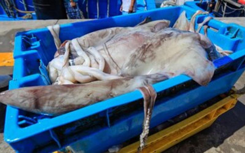 Giant Squid Quota Increased and Capture Period Extended to August 2025