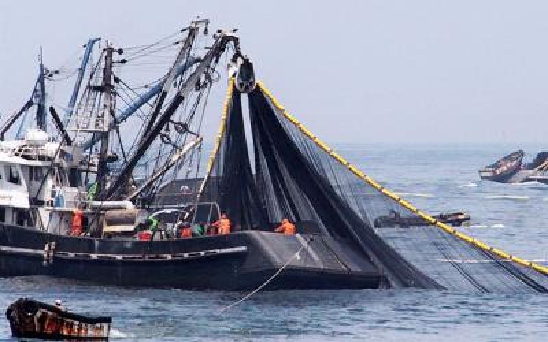 Peru’s 2025 Anchovy Season Advances, But Weather and Ocean Conditions Raise Concerns