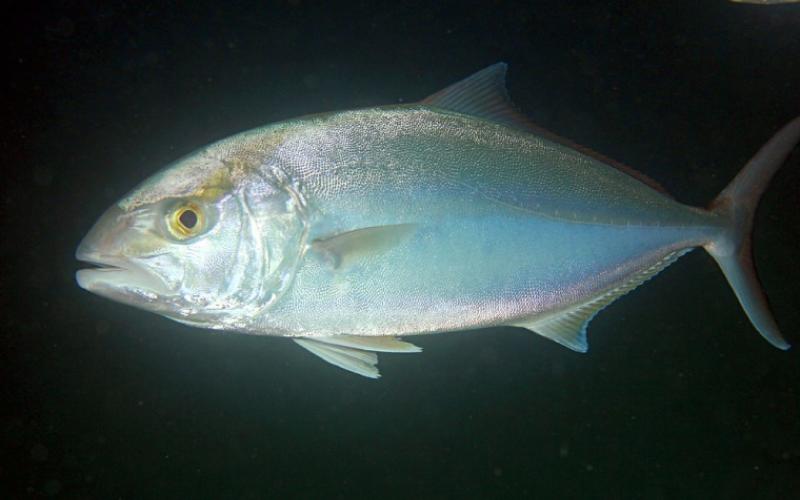 Chile apuesta por la cría de Fortuno (Seriola sp) con tecnología ya utilizada en el salmón (RAS)