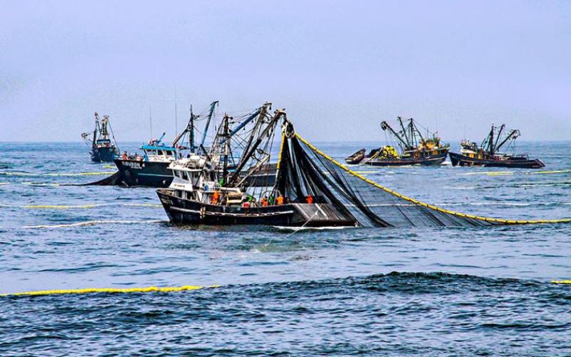 Peru’s 2025 Anchovy Season Advances, But Weather and Ocean Conditions Raise Concerns