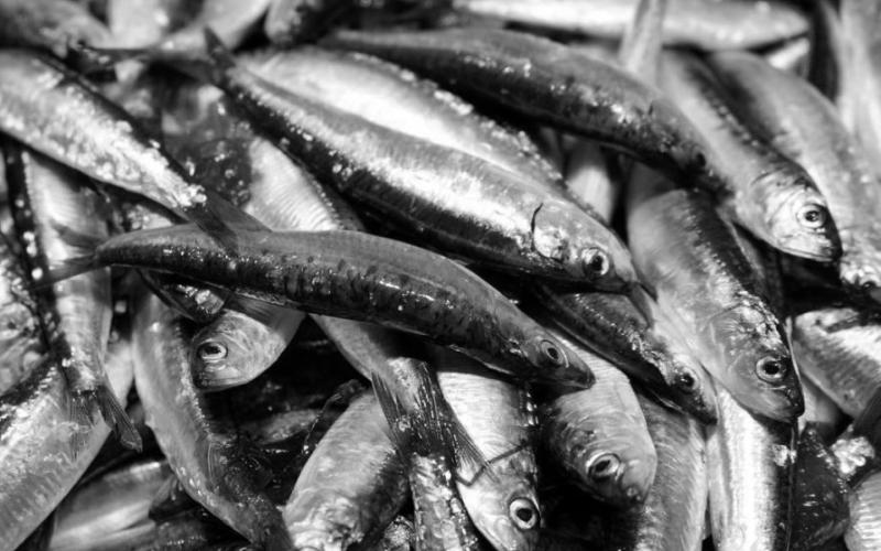 Iberian Sardine Regains MSC Certification: A Milestone for Sustainable Fishing in Spain and Portugal