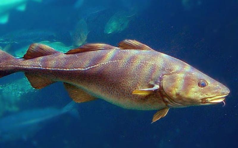 SEÑALES DE SOBREEXPLOTACIÓN DE CIERTAS ESPECIES PODRÍAN SIGNIFICAR UNA NUEVA REDUCCIÓN DE CUOTAS DE PESCA EN EUROPA.