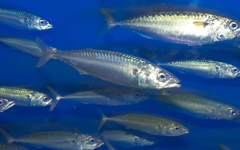 North Atlantic Quotas 2026: Mackerel Deal Excludes EU as Barents Sea Talks Expose Geopolitical Strains