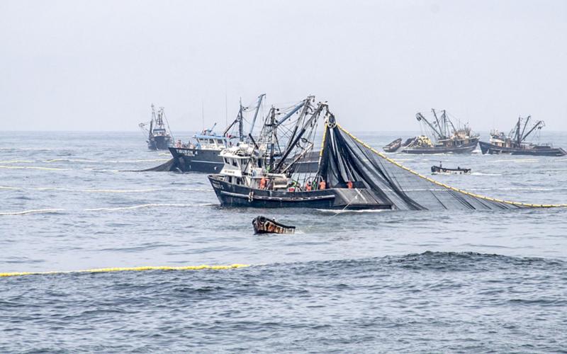 SITUACIÓN PESQUERA EN PERÚ – TEMPORADA DE ANCHOA 2026-I