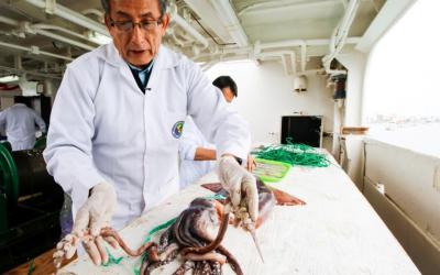 Imarpe launches exploration cruise to study the squid in the Peruvian coastline