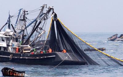 Anchovy Fishing Season