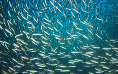 The anchovy fishing season advances with good results in the North-Central zone