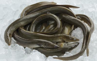Northern Peru's Snake Eel Fishery Achieves Major Sustainability Milestone by Joining the MSC (Marine Stewardship Council) Improvement Program