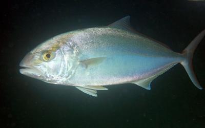 Chile apuesta por la cría de Fortuno (Seriola sp) con tecnología ya utilizada en el salmón (RAS)