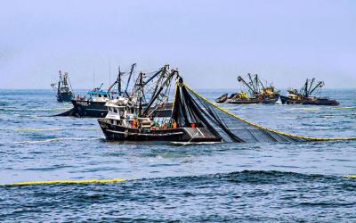 Avanza la temporada de anchoveta 2025 en Perú, pero preocupan las condiciones climáticas y oceánicas