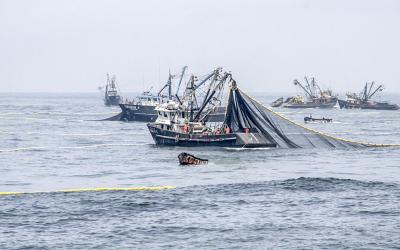 SITUACIÓN PESQUERA EN PERÚ – TEMPORADA DE ANCHOA 2026-I